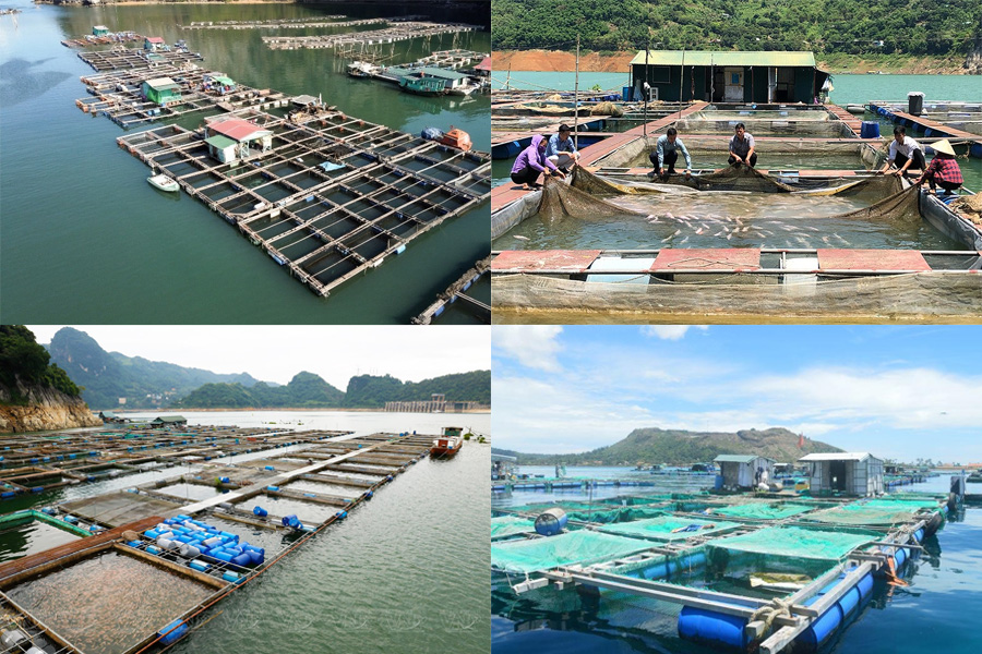 Kỹ thuật nuôi cá lồng bè trên biển