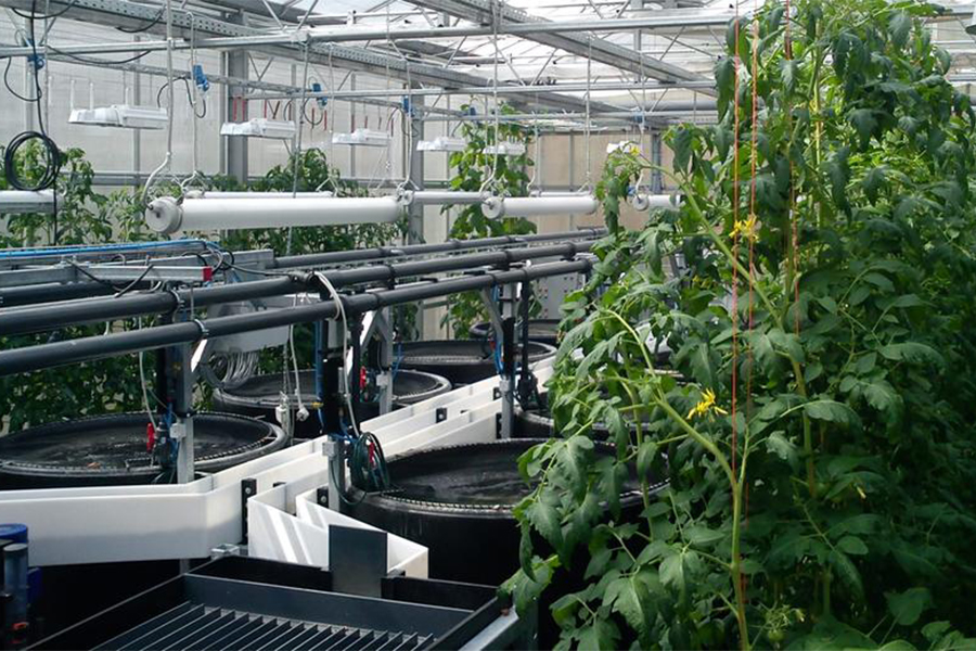 Sử dụng dây thừng trong nuôi trồng thủy canh và hệ thống aquaponics