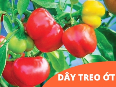 Capsicum Hanging Twine for Agriculture