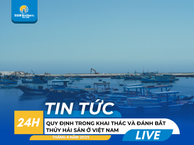 Cập nhật 2025: Quy định mới nhất về khai thác và đánh bắt thủy hải sản ở Việt Nam