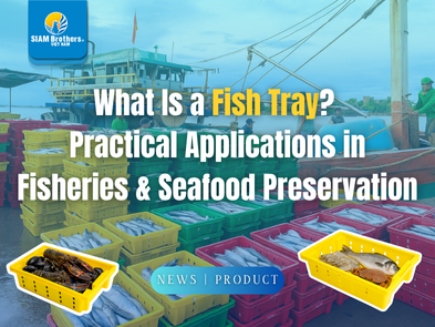 Khay cá là gì? Ứng dụng thực tế trong ngư nghiệp và bảo quản thủy sản