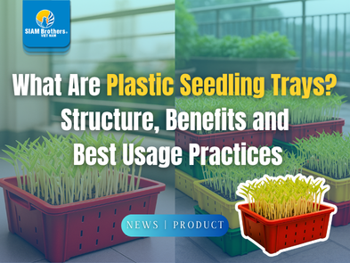 Khay nhựa ươm cây giống là gì? Cấu tạo, công dụng và cách sử dụng hiệu quả nhất