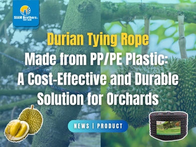 Dây cột sầu riêng bằng nhựa PP/PE? Giải pháp tiết kiệm, bền bỉ cho nhà vườn