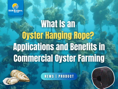 Dây treo hàu là gì? Ứng dụng và lợi ích trong nuôi hàu thương phẩm