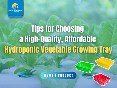 Tips for Choosing a High-Quality, Affordable Hydroponic Vegetable Growing Tray