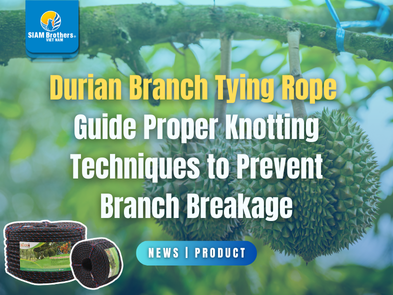 Kinh nghiệm sử dụng dây thừng cột cành sầu riêng: Cách buộc đúng để tránh gãy cành