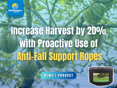 Increase Harvest by 20% with Proactive Use of Anti-Fall Support Ropes