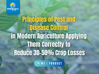 Principles of Pest and Disease Control in Modern Agriculture: Applying Them Correctly to Reduce 30–50% Crop Losses
