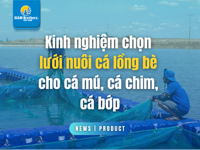 Kinh nghiệm chọn lưới nuôi cá lồng bè cho cá mú, cá chim, cá bớp