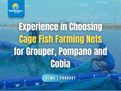 Experience in Choosing Cage Fish Farming Nets for Grouper, Pompano and Cobia