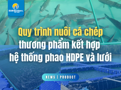 Quy trình nuôi cá chép thương phẩm kết hợp hệ thống phao HDPE và lưới